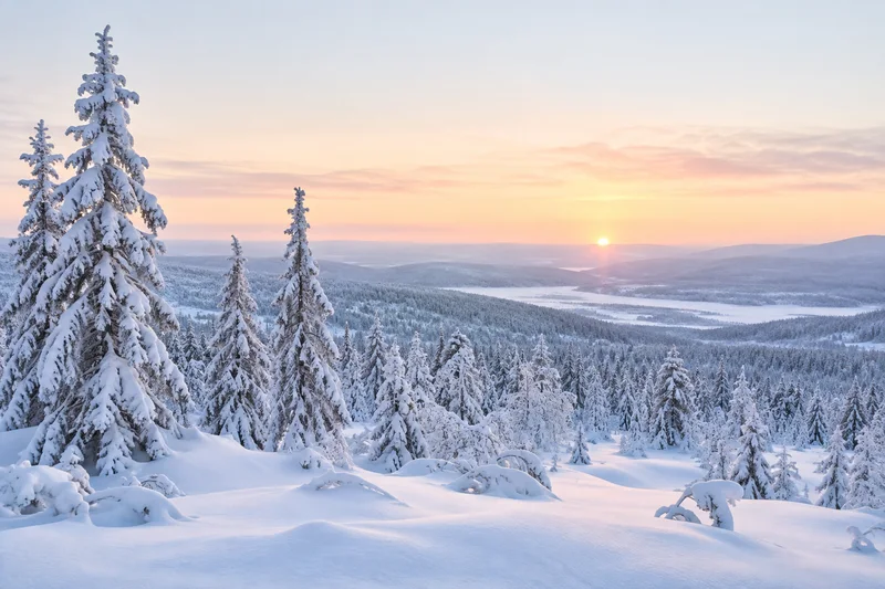 Snow-covered forest in a Finnish winter landscape